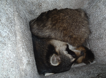 Here is a very nice fireplace set up,  When i opened it at first glance I thought someone had left a cleaning towel inside.  At second glance I saw it was what was left of a racoon that had fallen down the chimney.